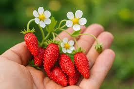 Alexandria Strawberry Fragaria vesca Fruit Seeds for Planting – Heirloom Non-GMO Garden Seeds