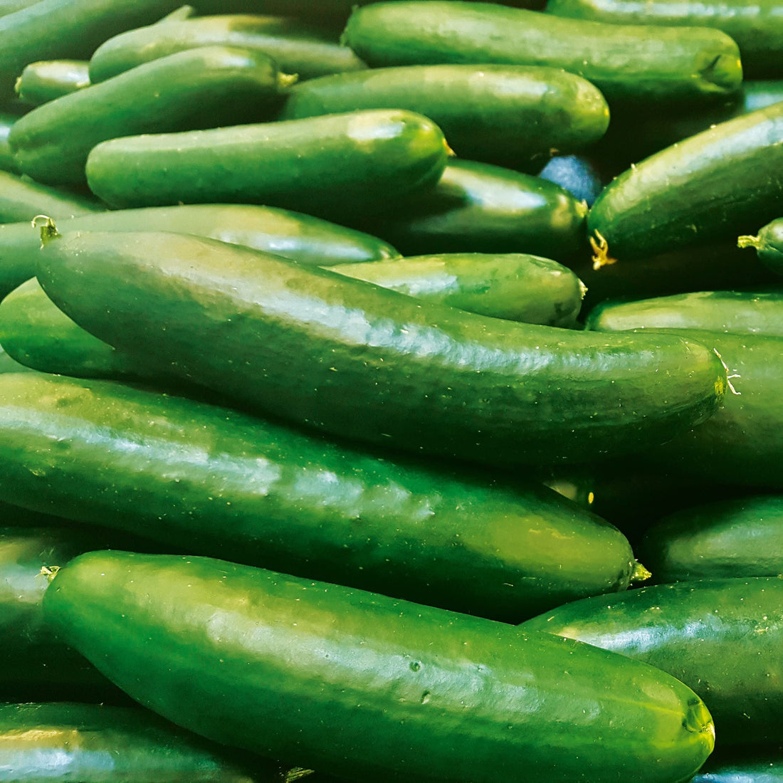 SMR 58 Cucumber Seeds