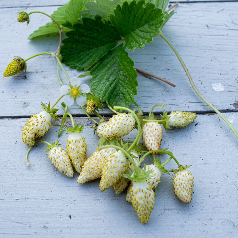 Yellow Wonder Strawberry Fruit Seeds for Planting – Heirloom Non-GMO Garden Seeds
