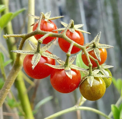 everglades tomato seeds