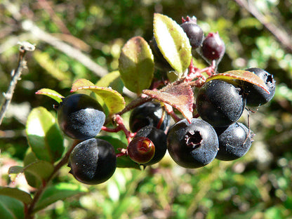 California Evergreen Huckleberry Vaccinium ovatum Fruit Seeds for Planting – Heirloom Non-GMO Garden Seeds