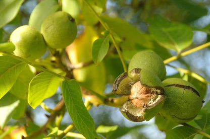 Evergreen Walnut Tree Seeds for Planting – Heirloom Non-GMO Garden Seeds