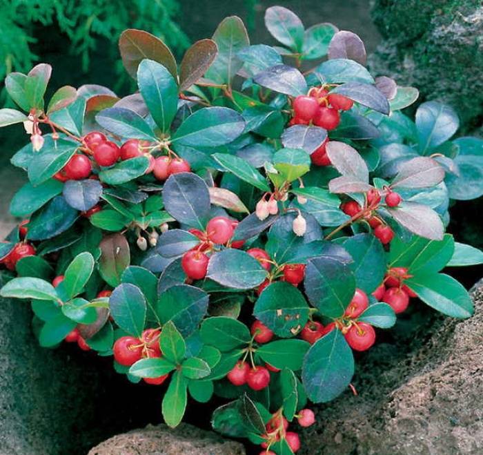 Wintergreen Flower Seeds for Planting – Heirloom Non-GMO Garden Seeds