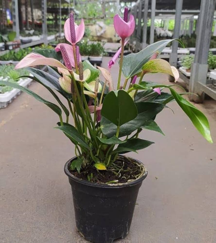 Violet Anthurium flower seeds