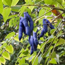 blue sausage fruit seeds