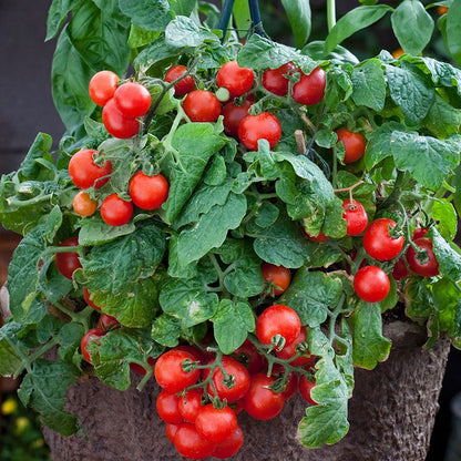 Tomato Seeds