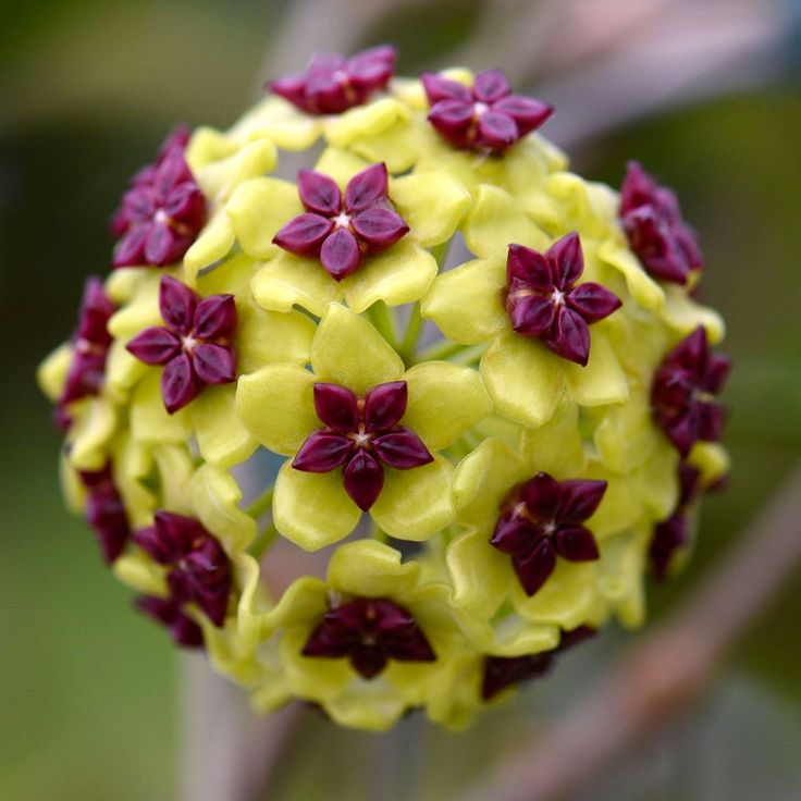 Green Maroon flower seeds