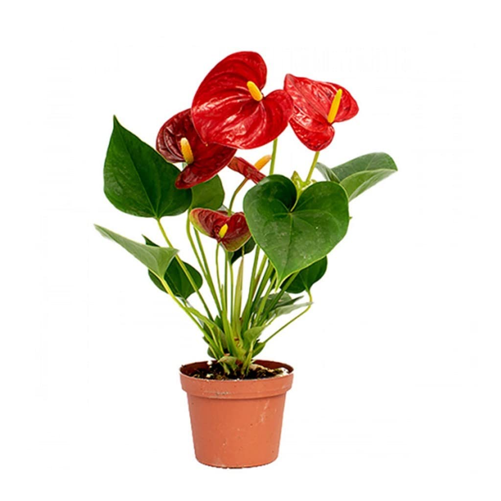 Red Yellow flower seeds