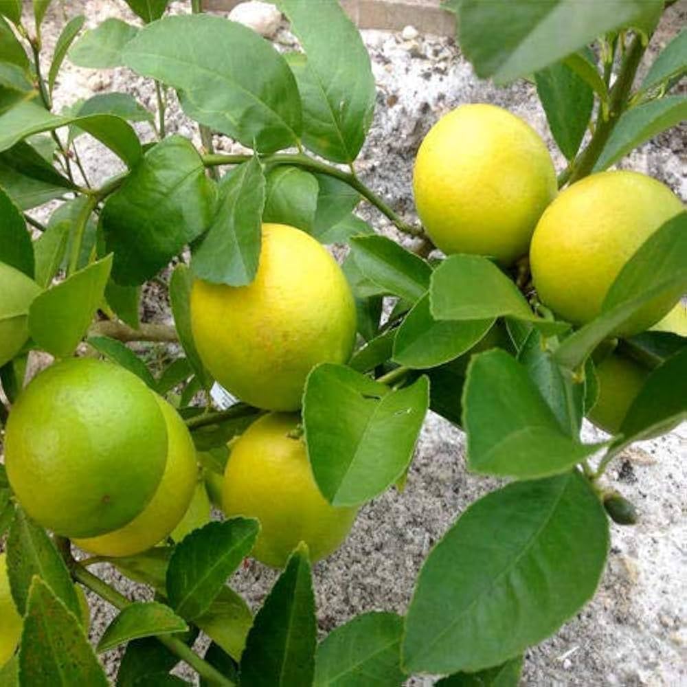 red lemon seeds