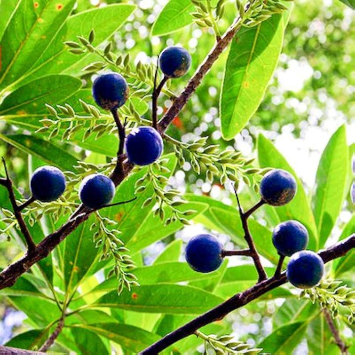 Rudraksha Tree Seeds for Planting – Exotic Garden Tree Seeds