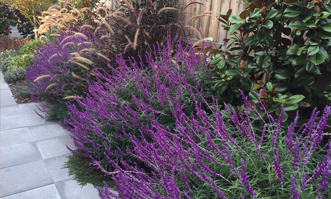 Lavender Barbara flower seeds