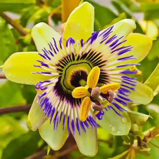 Yellow Passion flower seeds