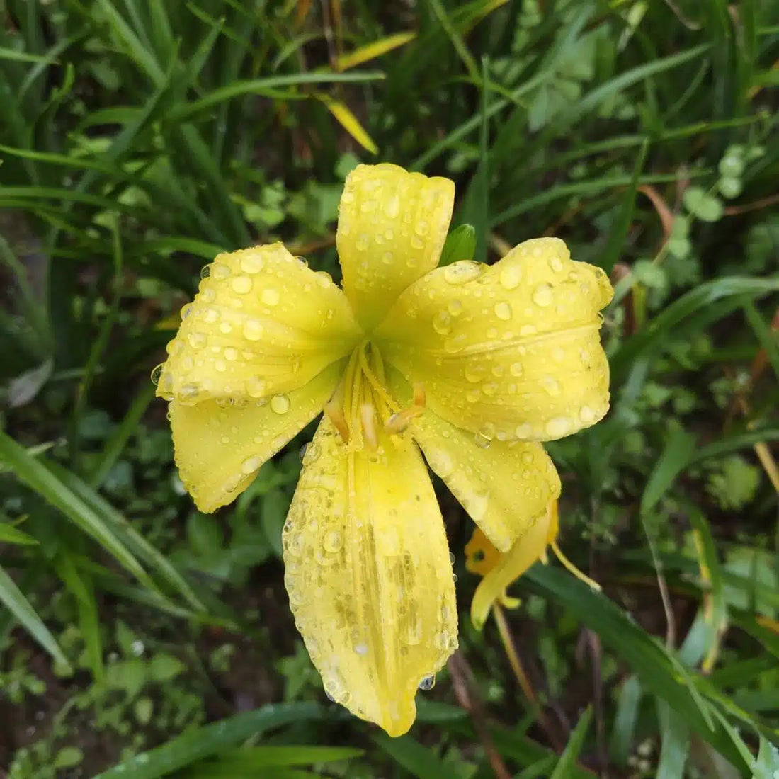 Fresh Rare flower seeds