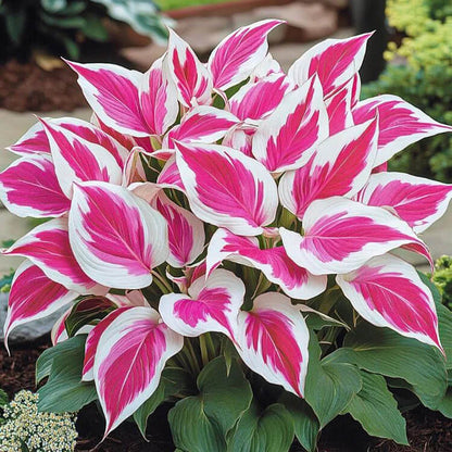 and White Hosta plant