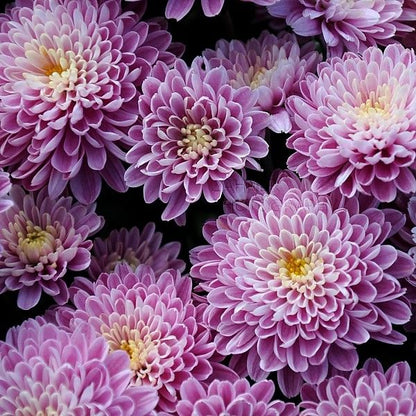 Yellow Purple Chrysanthemum Flower Seeds for Planting – Vibrant Garden Blooms