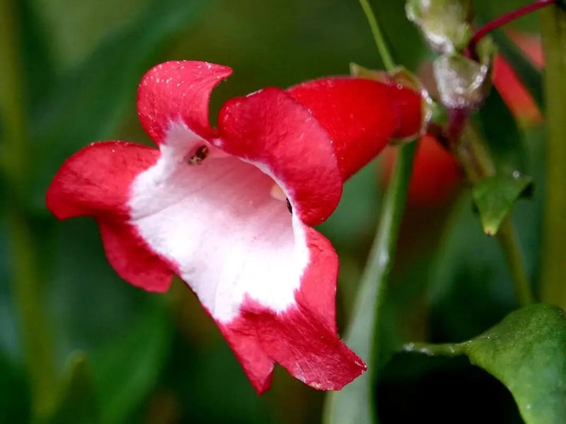 Red Penstemon Hartwegii Flower Seeds for Planting – Heirloom Non-GMO Garden Seeds