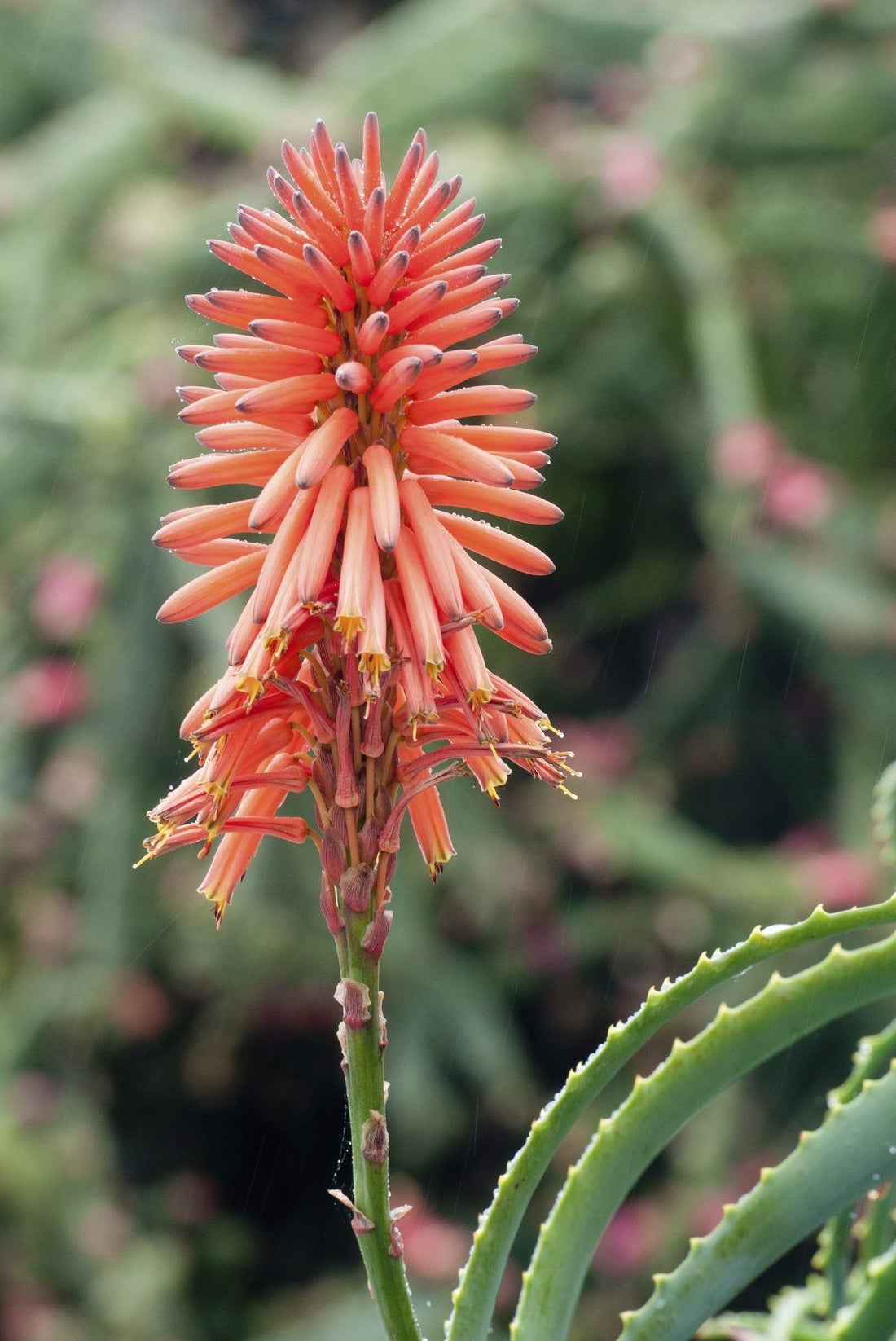 Aloe flower seeds