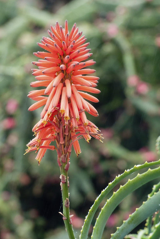 Aloe flower seeds