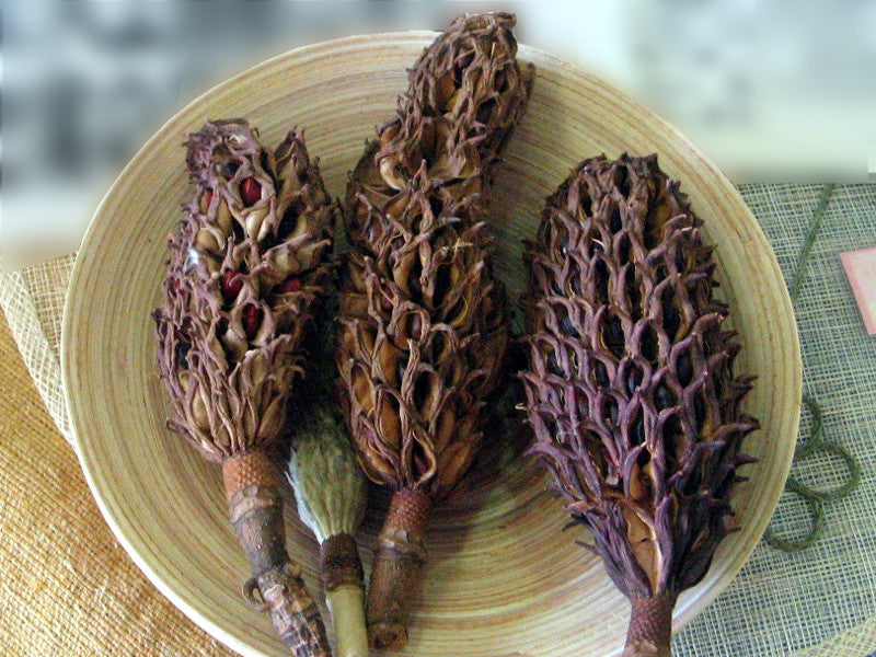 Black Strongylodon flower seeds