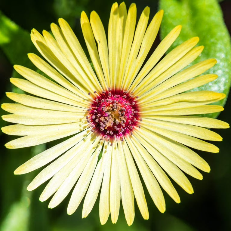 Yellow Red flower seeds
