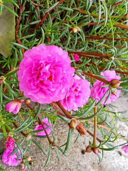 Pink Portulaca Flower Seeds for Planting – Heirloom Non-GMO Garden Seeds