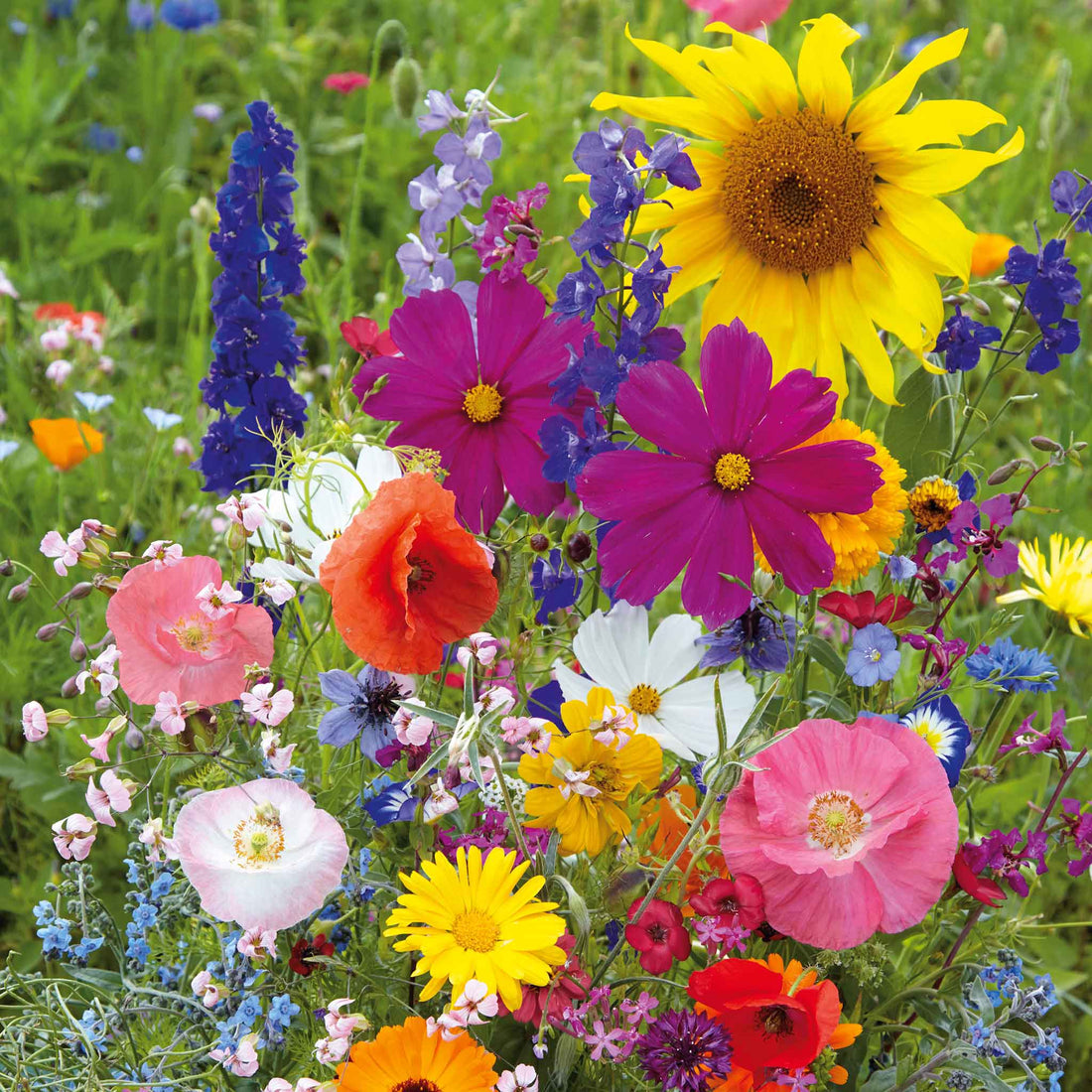 Save The flower seeds