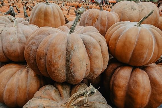 Fairytale Pumpkin Vegetable Seeds for Planting – Heirloom Non-GMO Garden Seeds