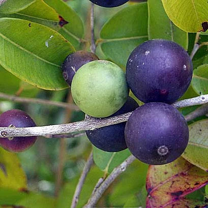 Blue Jaboticaba fruit tree with glossy green leaves, peeling bark, and dark purple grape-like fruits growing on its branches in a tropical garden.