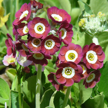 Auricula Primrose plant