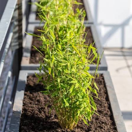 Young Fargesia Bamboo Seedlings Growing in Containers
