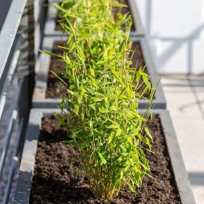 Young Fargesia Bamboo Seedlings Growing in Containers
