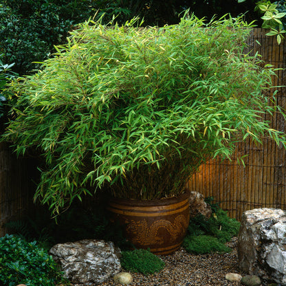 Young Fargesia Bamboo Seedlings Growing in Containers
