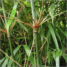 Young Fargesia Bamboo Seedlings Growing in Containers
