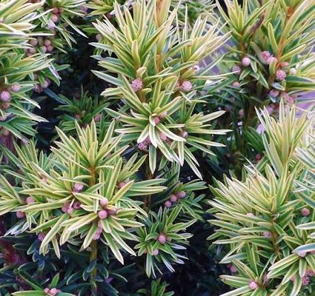 Golden Irish Yew tree seeds for planting with evergreen foliage