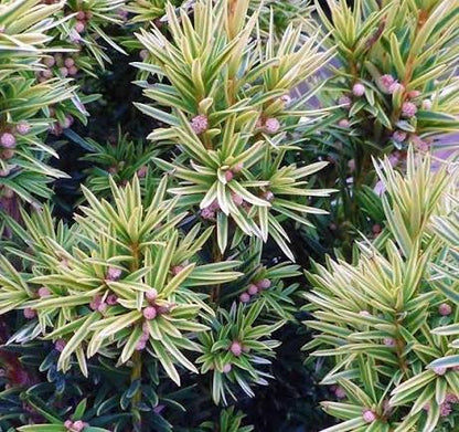 Golden Irish Yew tree seeds for planting with evergreen foliage