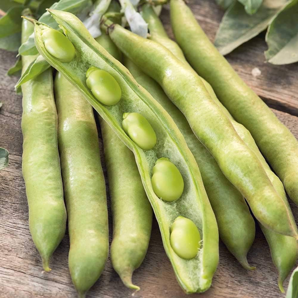 Fava Bean Seeds for Planting with Green Pods and Foliage