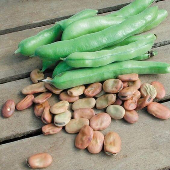 Fava Bean Seeds for Planting with Green Pods and Foliage