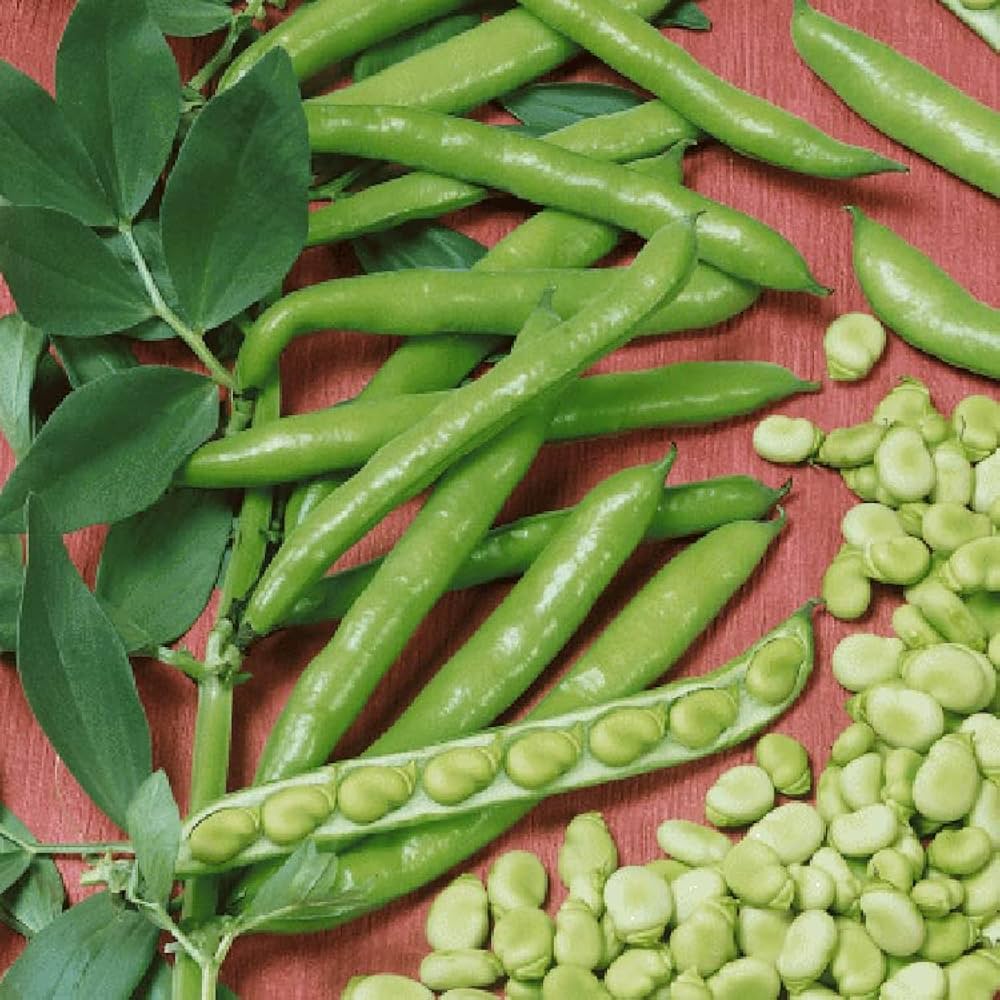 Fava Bean Seeds for Planting with Green Pods and Foliage