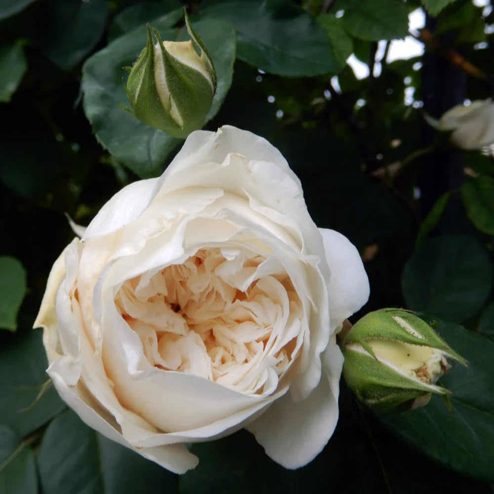 Climbing Sombreuil Rose plant