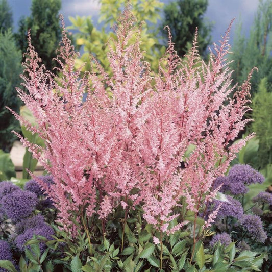 Astilbe Arendsii flower seeds