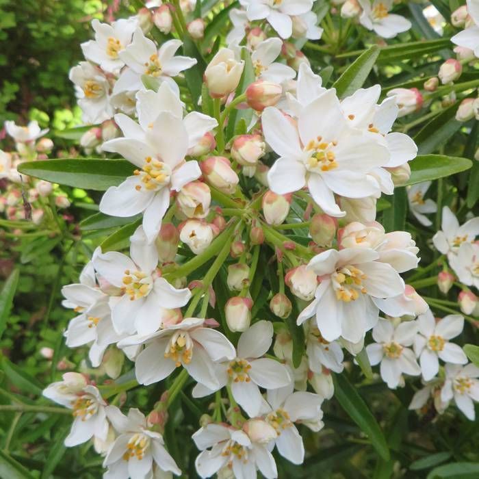 Aztec Pearl flower seeds