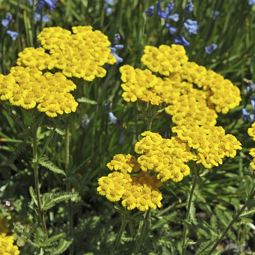Yellow Yarrow flower seeds