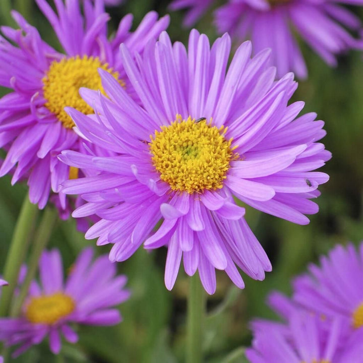 Lavender Aster flower seeds