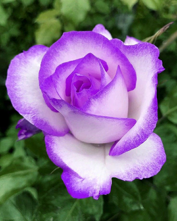 Purple White flower seeds