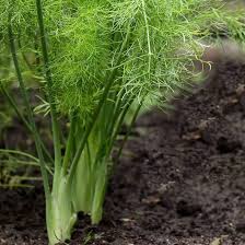 Fennel Growing in a Cottage Herb Garden