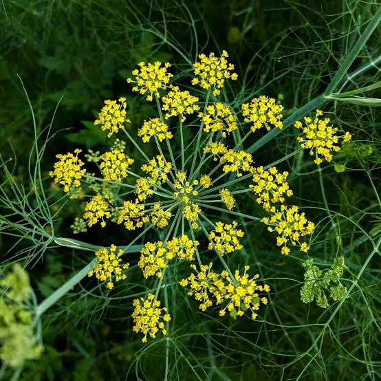Tall Fennel Growing in Cottage Garden