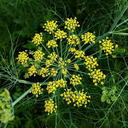 Tall Fennel Growing in Cottage Garden