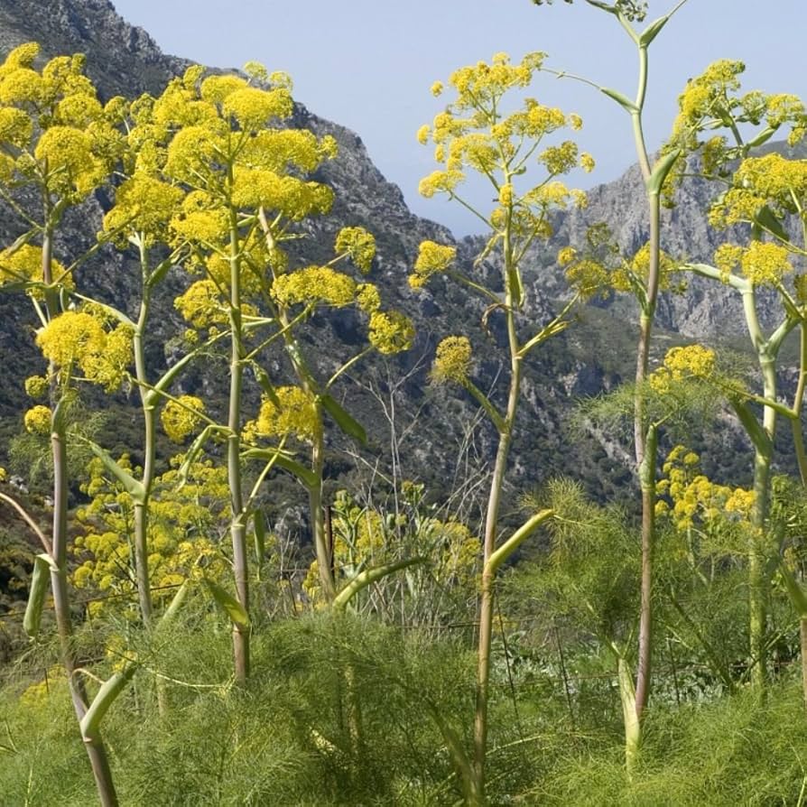 Giant Fennel Herb Seeds for Planting – Heirloom Non-GMO Garden Seeds