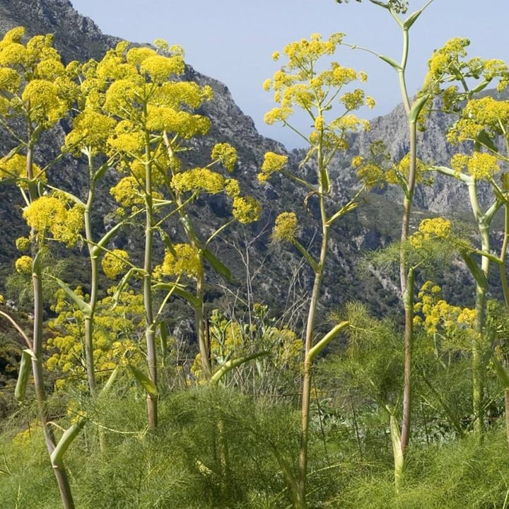 Giant Fennel Herb Seeds for Planting – Heirloom Non-GMO Garden Seeds