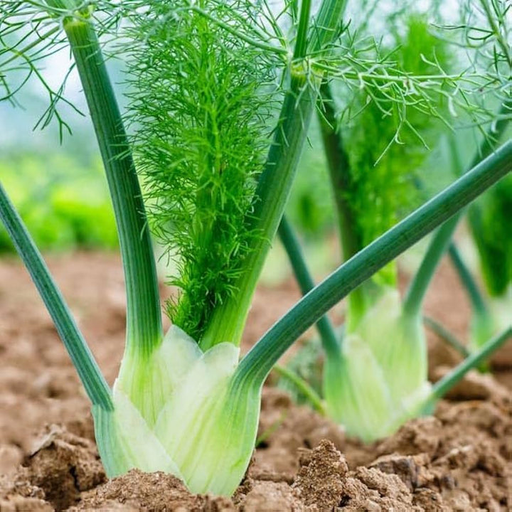 Sweet Florence Fennel Herb Seeds for Planting – Heirloom Non-GMO Garden Seeds
